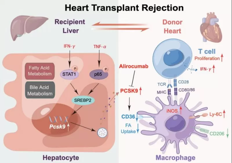 Figure 8. Model of crosstalk between hepatocytes and graft-infiltrating macrophages through the PCSK9/CD36 pathway during heart transplant rejection.